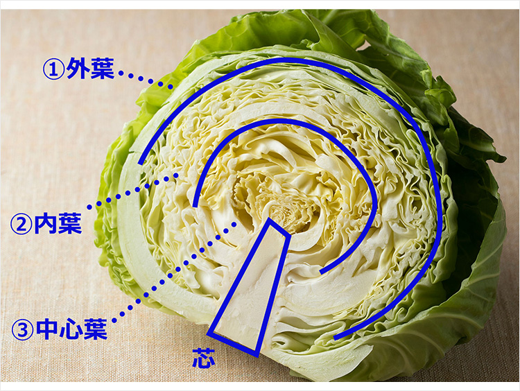 キャベツのイメージ