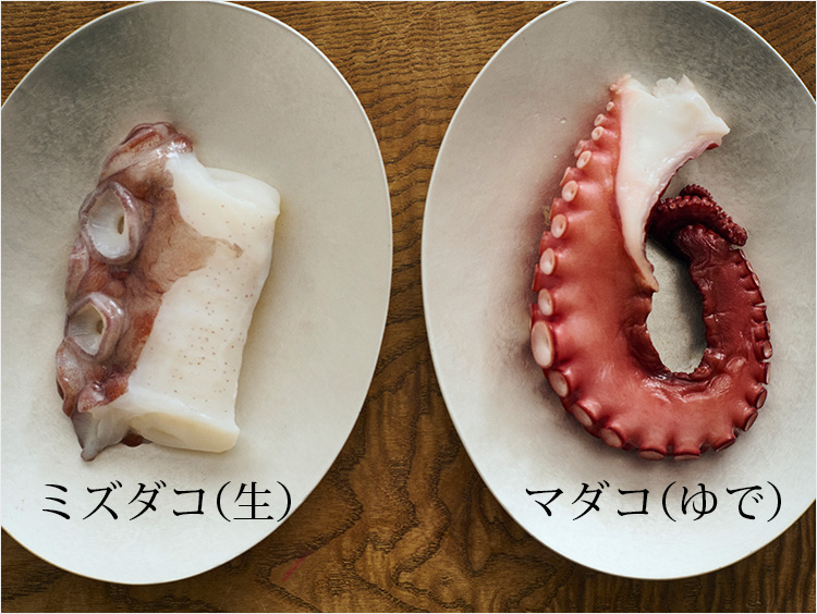 ミズダコ、マダコのイメージ