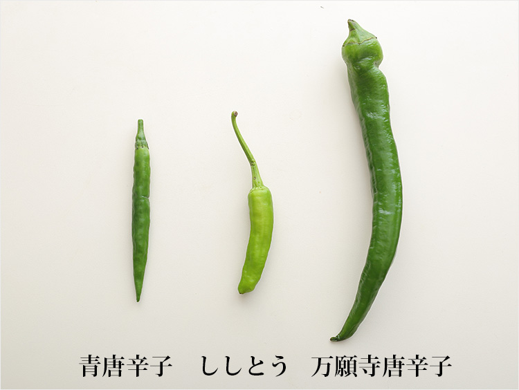 青唐辛子とししとうと万願寺唐辛子